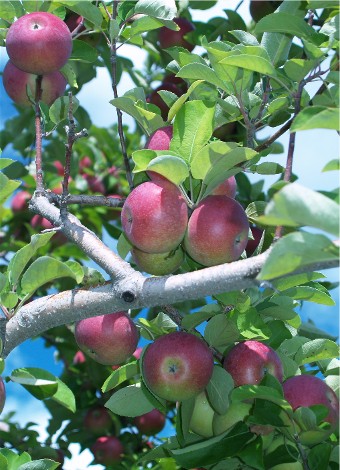 It's apple picking time in New Hampshire. This tree is at Apple Hill Farm in East Concord.